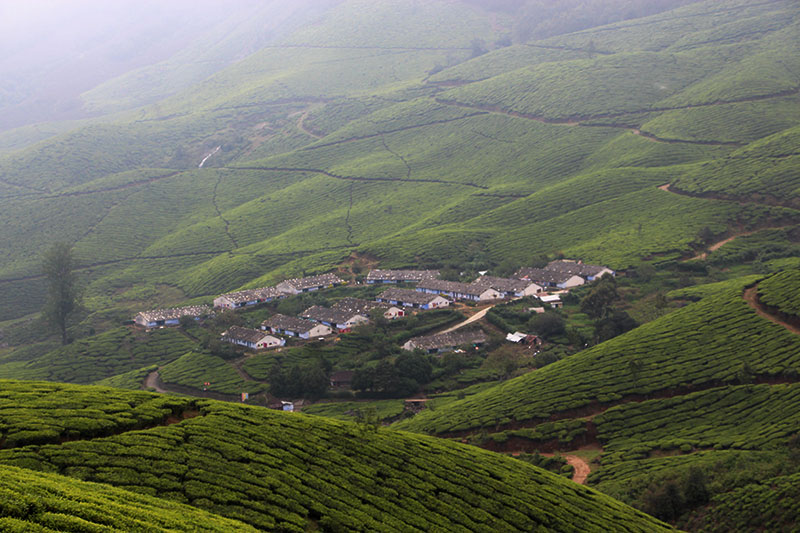 Tea plantation