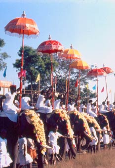 Umbrellas