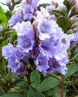 Kurinji flowers