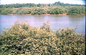 Mangroves