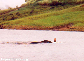 Swimming
                for survival: An elephant swimming across the Periyar
                Reservoir, Thekkady, Kerala, India.