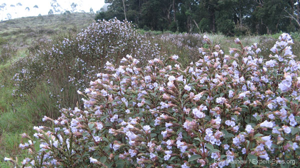 kurinji flowers