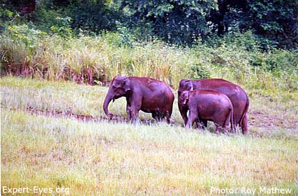 Elepants on the grasslands of Periyar Tiger
Resere Elephants
at PTR