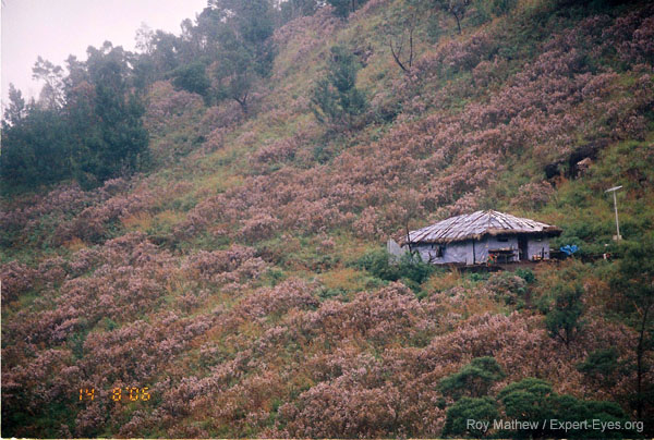 kurinji
                      plants